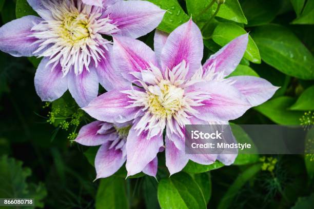 Photo libre de droit de Fleur Clématite  joséphine  Dans Le Jardin banque d'images et plus d'images libres de droit de Clématite - Clématite, Angiosperme, Arbre en fleurs