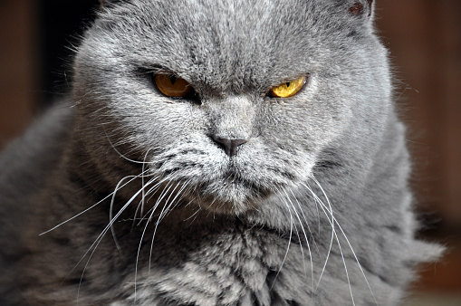 Portrait of British Short hair blue cat with yellow eyes. Resentful look, contrast light.