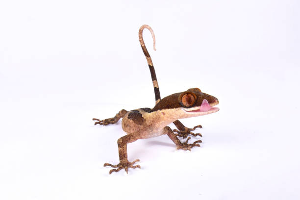 istock Ring-tailed Gecko, Cyrtodactylus louisiadensis 866083736