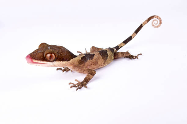 istock Ring-tailed Gecko, Cyrtodactylus louisiadensis 866083976
