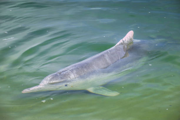 istock Hanging with the dolphins in Tin Can Bay, Australia 866083982