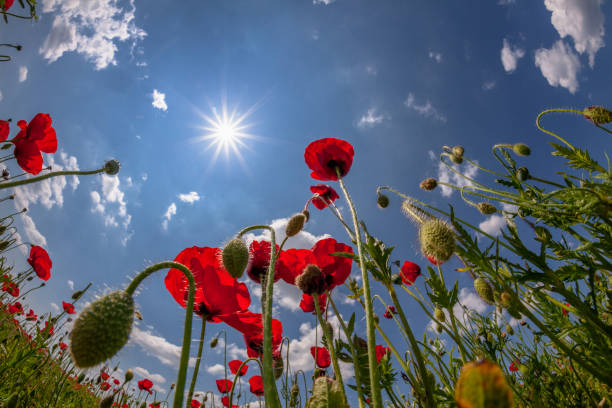 istock Poppy Against Blue Sky, sun and clouds 866084022