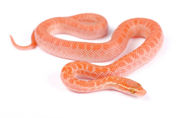 istock Cape house snake, Boaedon capensis 866084066