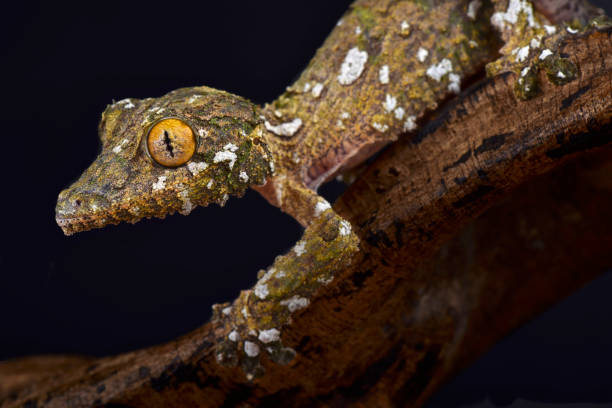 istock Large mossy leaf-tailed gecko, Uroplatus sameiti 866084248