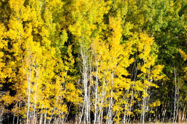 istock Birch Trees Covered in Colorful Leaves 866084368