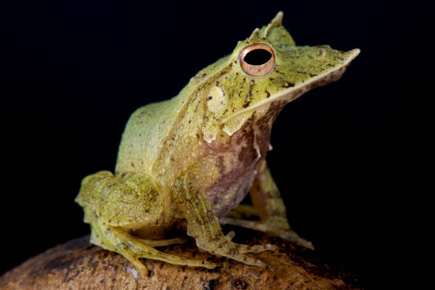 istock Solomon Island Leaf Frog, Ceratobatrachus guentheri 866084428
