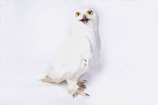 스노이 올빼미류, bubo scandiacus - owl snowy owl snow isolated 뉴스 사진 이미지