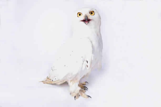 снежная сова, bubo scandiacus - owl snowy owl snow isolated стоковые фото и изображения