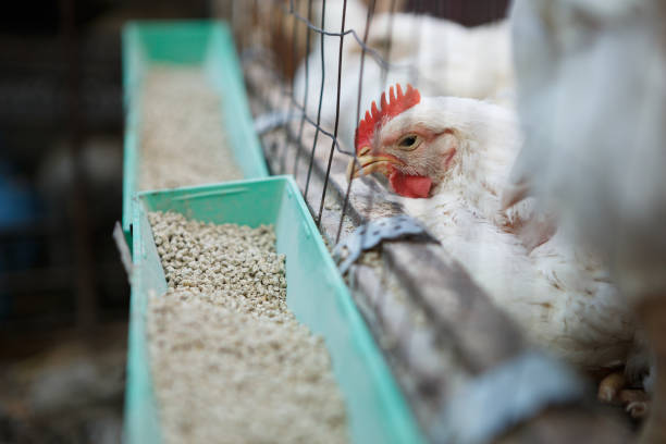 istock Chicken poultry farm.Hen incubator background 866084612