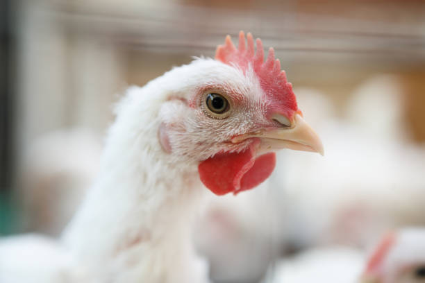 istock Chicken poultry farm.Hen incubator background 866084680