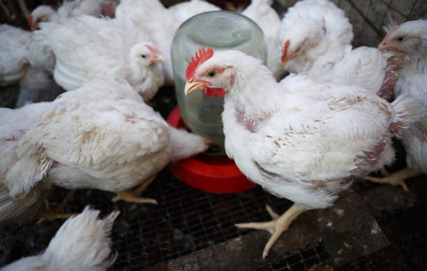 istock Chicken poultry farm.Hen incubator background 866084702