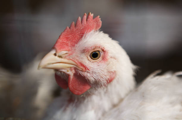 istock Chicken poultry farm.Hen incubator background 866084706