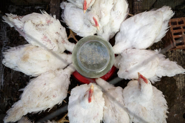 istock Chicken poultry farm.Hen incubator background 866084802