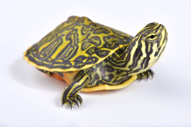 tortuga de florida redbelly, pseudemys nelsoni - emídidos fotos fotografías e imágenes de stock