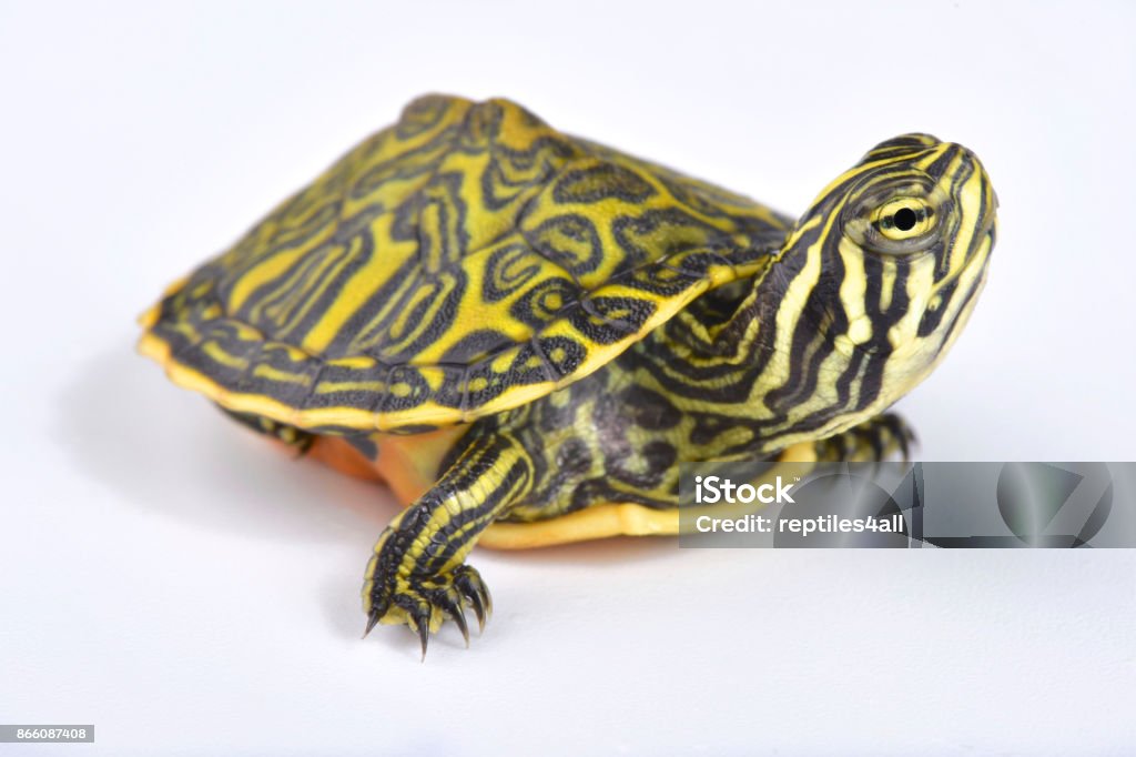 Florida redbelly turtle, Pseudemys nelsoni Pseudemys Stock Photo