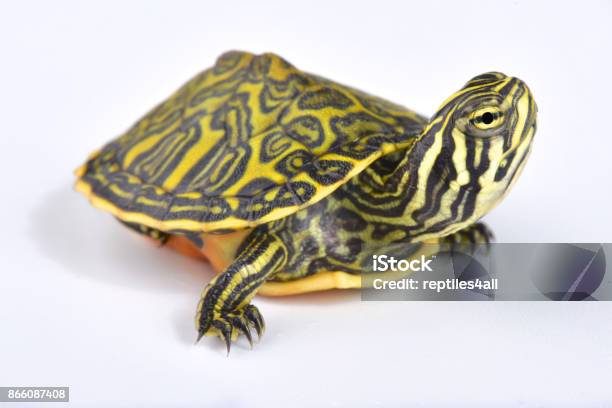 Florida Redbelly Turtle Pseudemys Nelsoni Stock Photo - Download Image Now - Pseudemys, White Background, Animal
