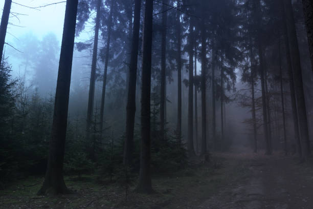 istock Creepy misty forest at night 866087422