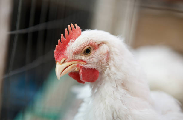 istock Chicken poultry farm.Hen incubator background 866087570