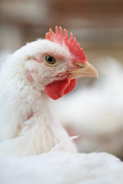 istock Chicken poultry farm.Hen incubator background 866087628