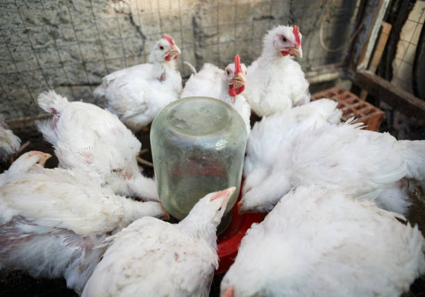 istock Chicken poultry farm.Hen incubator background 866087652
