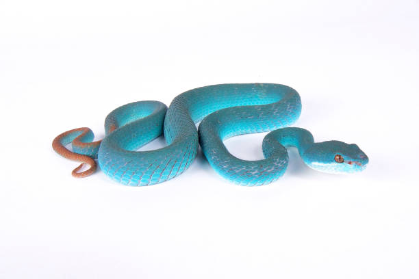 istock Blue island pit viper, Trimeresurus insularis 866087654