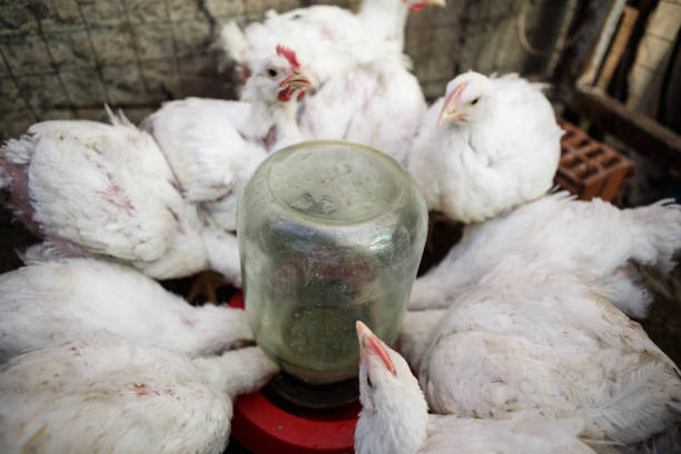 istock Chicken poultry farm.Hen incubator background 866087674