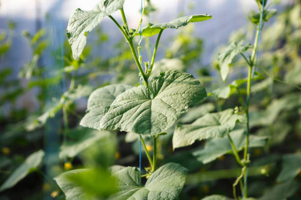 istock green cucumber crops growing in green house 866087808