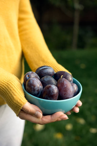 istock Purple plums picked from the garden in a blue bowl 866087814