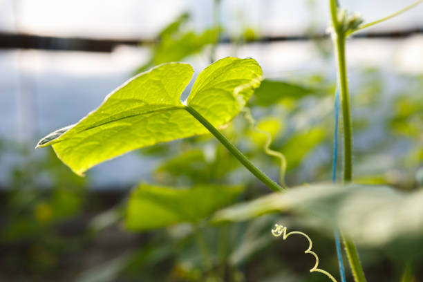 Green cucumber sprouts grow in greenhouse.Sunny hot house with green crops growing in the sun.Natural organic food grow indoor.Farm glasshouse background.Vegetable harvest grow