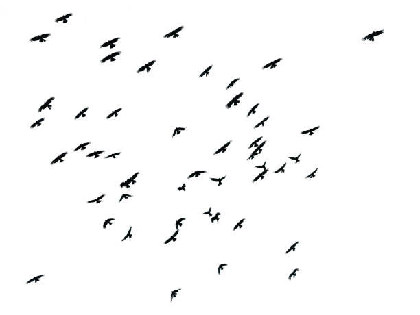 Flock of birds on white background, isolated Flock of birds on white background, isolated crow bird photos stock pictures, royalty-free photos & images
