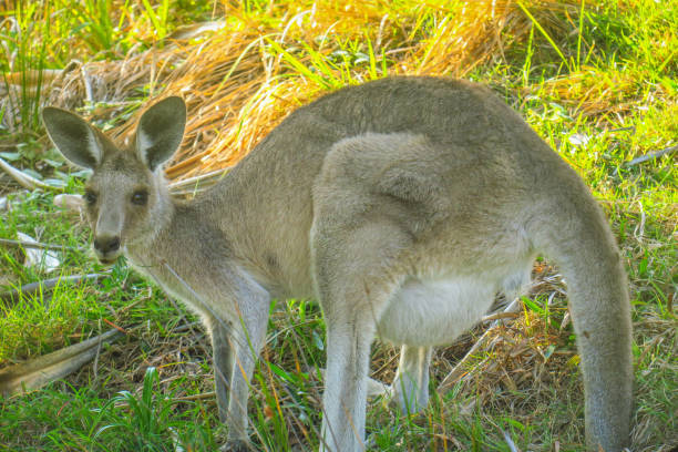 istock Exploring Stradbroke Island near Brisbane 866091538