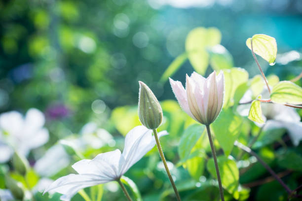 istock Blooming clematis in the garden 866091858