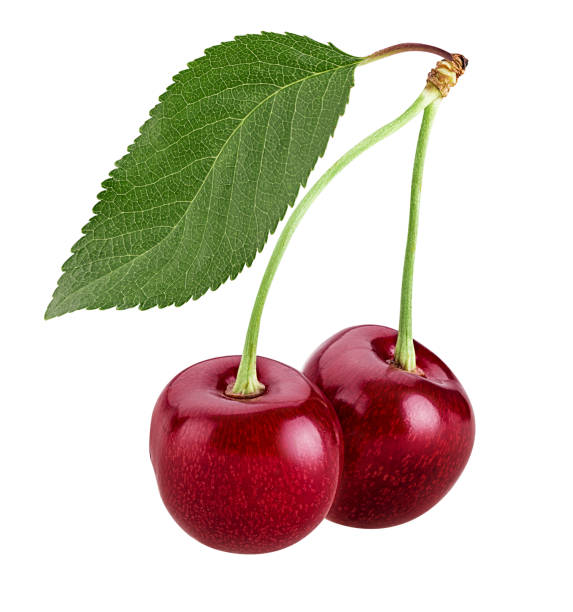 istock Sweet cherry berry, two on a branch with leaf 866095304