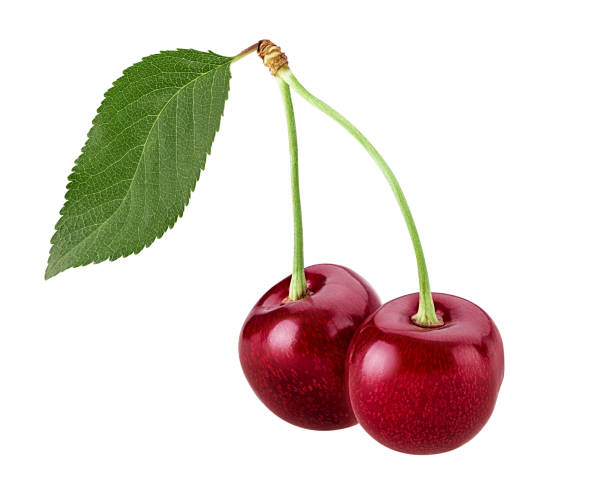 istock Sweet cherry berry, two on a branch with leaf 866095314