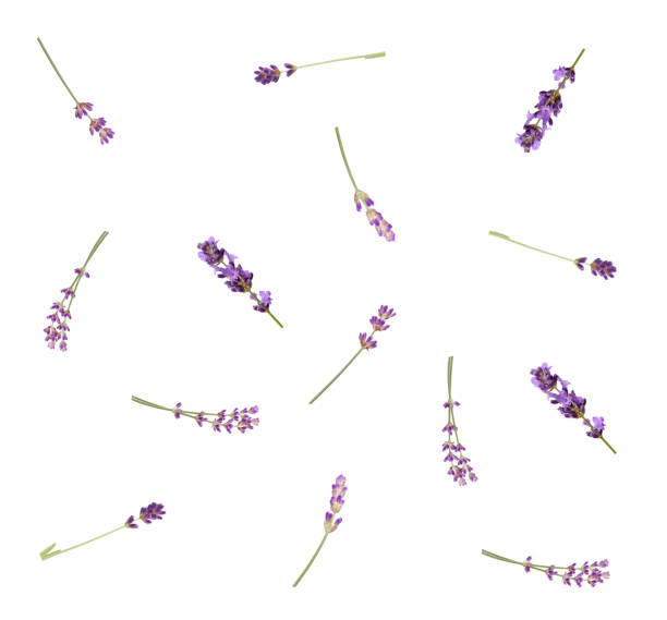 piękne kwiaty lawendy płaskie leżały modną kompozycję. lawendowe kwiaty wyizolowane na białym, widok z góry. - lavender lavender coloured isolated flower zdjęcia i obrazy z banku zdjęć