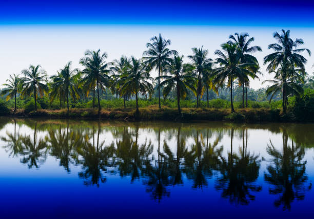 Horizontal vibrant dramatic palms in a row with reflections landscape backgorund backdrop