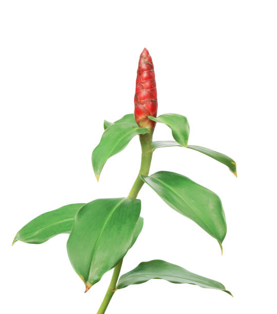 Costus spicatus, also known as Spiked Spirlaflag Ginger or Indian Head Ginger Costus spicatus, also known as Spiked Spirlaflag Ginger or Indian Head Ginger costus stock pictures, royalty-free photos & images