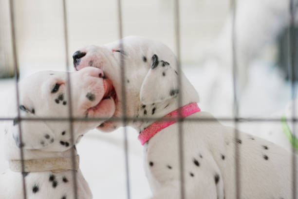 istock Playful Dalmatian Puppies 866104152