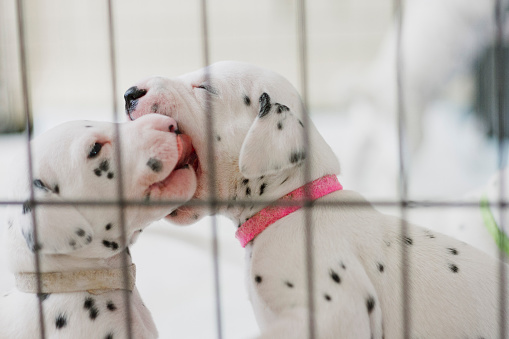 Two dalmatian puppies are playing together in their playpen.