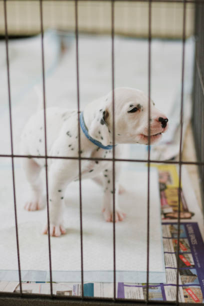 istock Dalmatian Puppy Learning To Bark 866104158