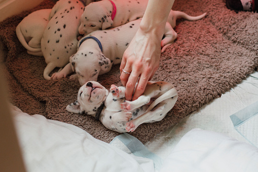 Dalmatian puppies are lying in their pet bed. one of the puppies is on his back as his owner is rubbing his belly.