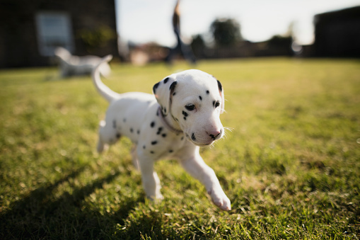 Dalmatian puppy is running on the grass in the garden.