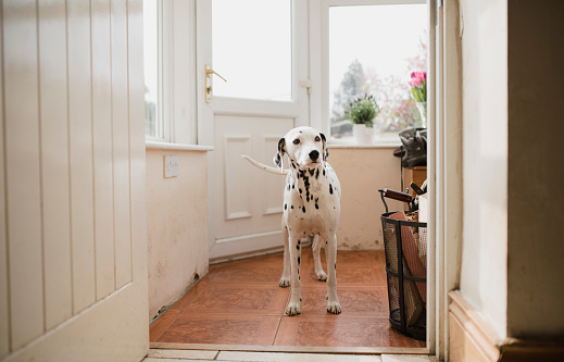 Dalmatian dog is standing in the porch of its owners home.