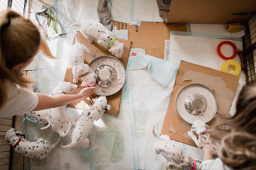 Two women are placing bowls of puppy food in to a playpen full of puppies.