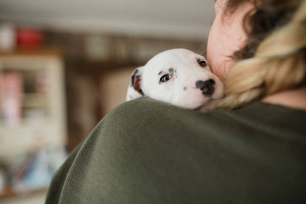Dalmatian Puppy Having Cuddles