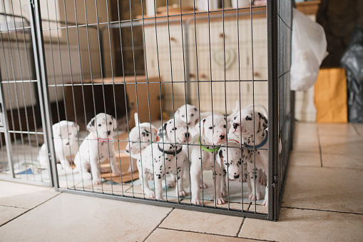 Dalmatian puppies are waiting for their dinner. They are in a playpen in their owners home.