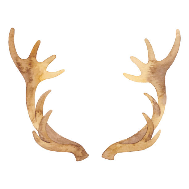 ilustraciones, imágenes clip art, dibujos animados e iconos de stock de cuerno de reno acuarela - stags horn