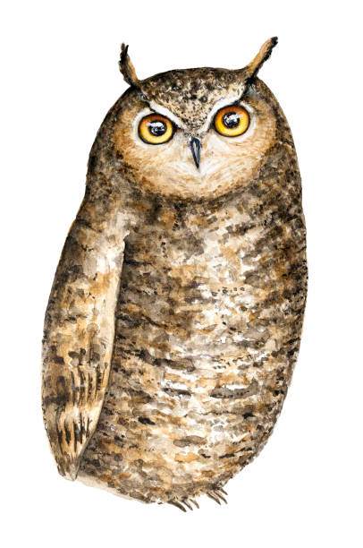 cute brown great horned owl (bubo virginianus) z dużymi okrągłymi żółtymi oczami akwarela portret ilustracji. odizolowane na białym tle. - great white owl stock illustrations