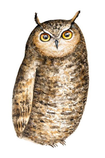 ilustrações de stock, clip art, desenhos animados e ícones de cute brown great horned owl (bubo virginianus) with big round yellow eyes watercolor portrait illustration. isolated on white background. - great white owl