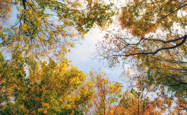 istock colorful tree branches in sunny forest, autumn natural background 866111406
